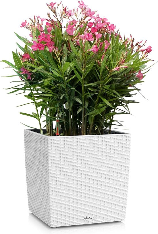 729 Grote Design Vaas Schaal Koper Rose Goud Metallic Bloempot Voor Op Tafel Of Zuil Platinum