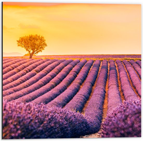 Dibond - Kleine Boom in Mega Lavendelveld tijdens Zonsondergang - 50x50 cm Foto op Aluminium (Wanddecoratie van metaal)