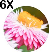 BWK Luxe Ronde Placemat - Roze met Gele Bloem in de Natuur - Set van 6 Placemats - 40x40 cm - 2 mm dik Vinyl - Anti Slip - Afneembaar