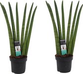 Decorum Duo Sansevieria Cylindrica straight ↨ 55cm - hoge kwaliteit planten