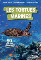 Clés pour comprendre - Les tortues marines