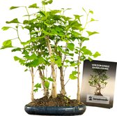 Bonsaiwonder - Ginkgo Forest - Bonsai boompjes - Buiten bonsai - Hoogte: 55cm - Ø 30cm - Met verzorgingshandleiding