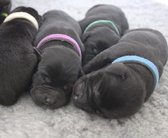 CHPN - Halsbandjes - Puppy Identificatie Bandjes 12 stuks - One-Size - Puppy bandje - Kitten bandje - Puppys uit elkaar houden - Klittenband