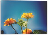 Acrylglas - Oranje en Gele Wisselbloemen voor Heldere Lucht Achtergrond - 40x30 cm Foto op Acrylglas (Met Ophangsysteem)