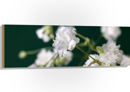 Hout - Close Up Van Kleine Witte Bloemen met Wazige Donker Groene Achtergrond - 120x40 cm - 9 mm dik - Foto op Hout (Met Ophangsysteem)