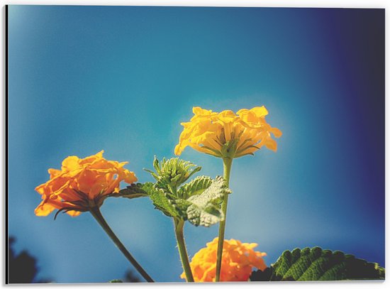Dibond - Oranje en Gele Wisselbloemen voor Heldere Lucht Achtergrond - 40x30 cm Foto op Aluminium (Wanddecoratie van metaal)