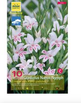 Gladiolus nanus 'Nymphe'
