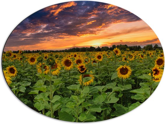 Dibond Ovaal - Veld Vol Zonnebloemen bij Zonsondergang - 68x51 cm Foto op Ovaal (Met Ophangsysteem)