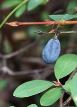 Lonicera caerulea 'Kamtschatica' - Blauwe honingbes 40-60 cm in pot