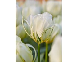 15x Tulpen 'Exotic emperor' - BULBi® Bloembollen met bloeigarantie