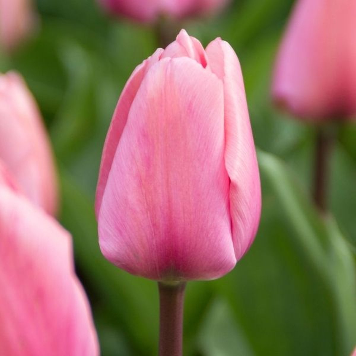 Tulp Big Love | 10 stuks | Tulpenbollen