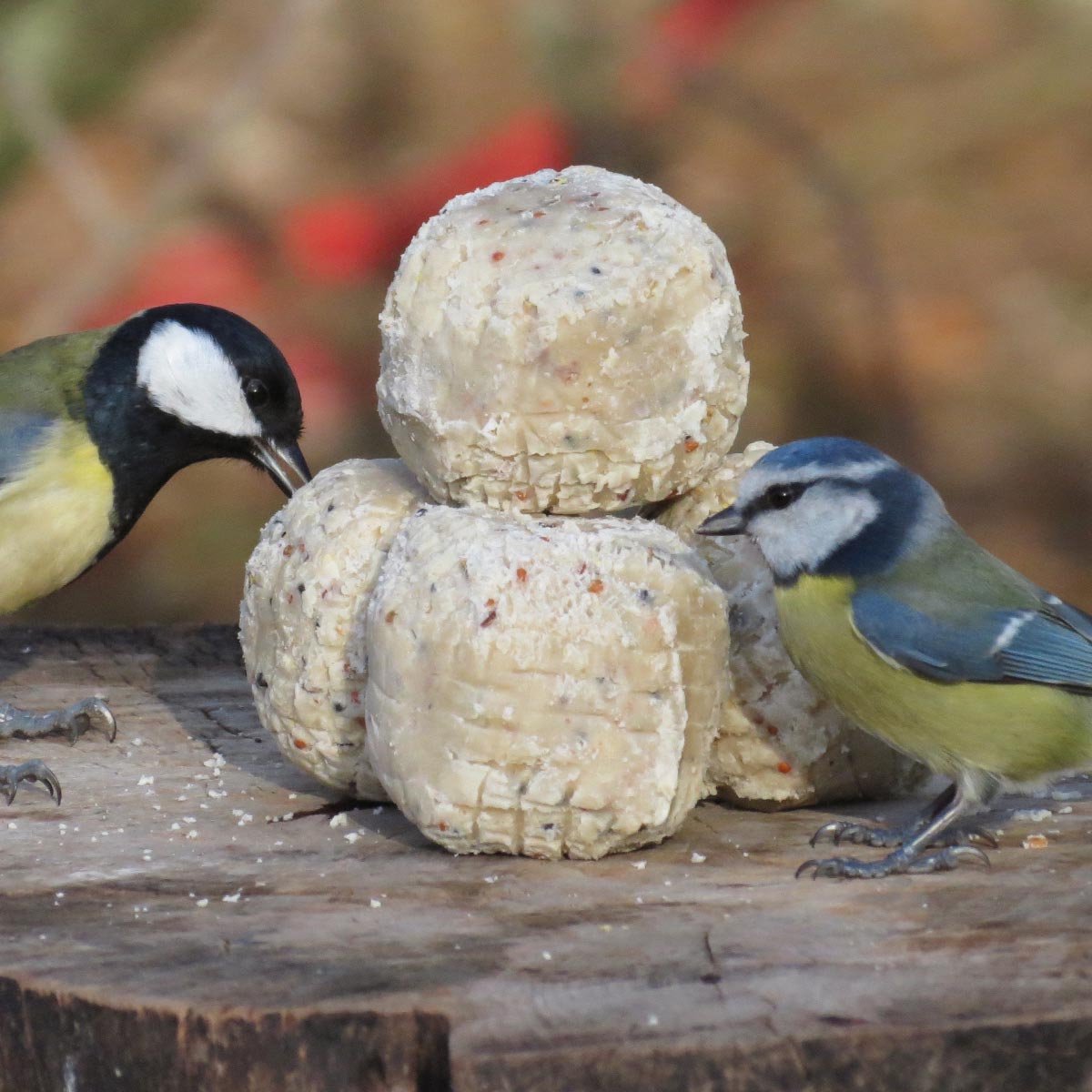 25 kg de nourriture pour mésanges-oiseaux Mélange premium