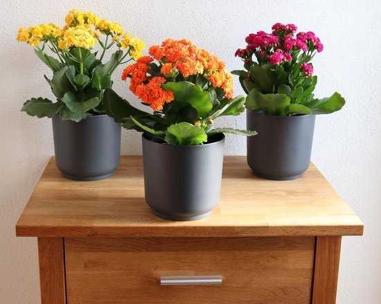pots de fleurs en plastique 3 pièces, 13 cm, anthracite, pot de fleurs, vase à fleurs, jardinière, pots de fleurs, pot de fleurs, pot d'herbes