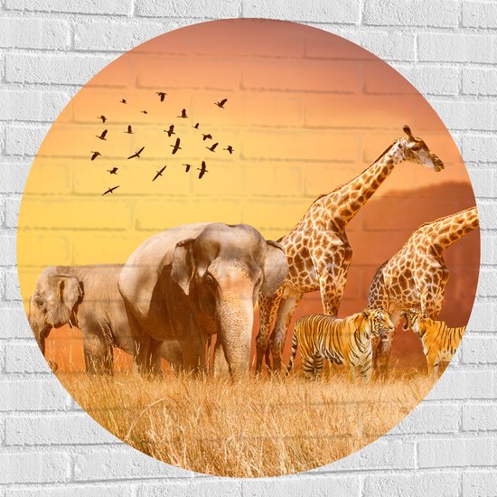 Muursticker Cirkel - De Dieren van het Afrikaanse Landschap - 100x100 cm Foto op Muursticker
