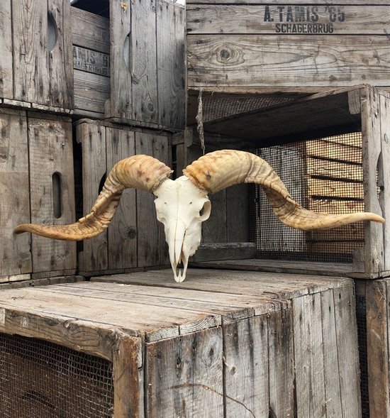 Vtw Living - Ram Schedel Skull - Ramschedel - Dierenhoofd - Dierenschedel - 70 cm