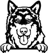 Sticker - Glurende Hond - Alaskan Malamute - Zwart - 25x20cm - Peeking Dog