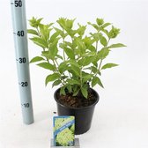 Hydrangea paniculata 'Limelight' C2 20-30 cm