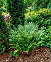 3 stuk(s) | Dryopteris affinis P11 cm