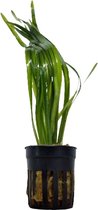 Vallisneria Spiralis Rood - Aquariumplanten - Aquascape - Moerings