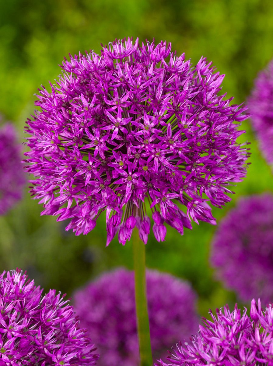 20x Allium 'Purple sensation' - BULBi® Bloembollen met bloeigarantie