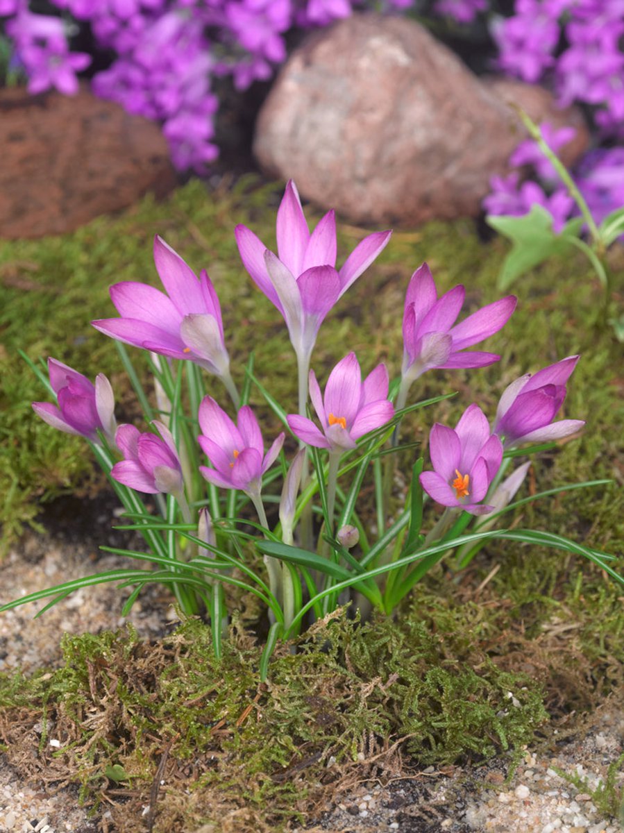 20x Crocus 'Roseus tommasinianus' - BULBi® Bloembollen met bloeigarantie