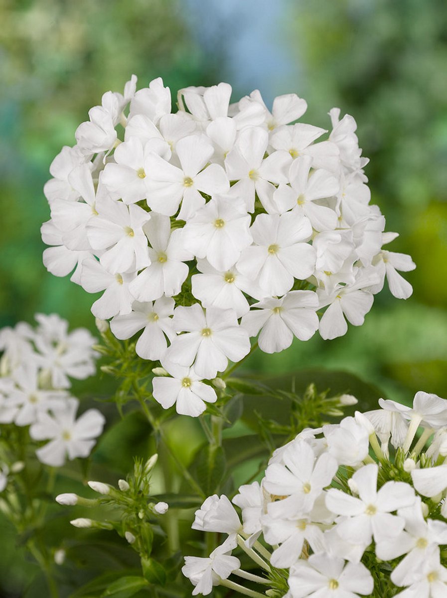 5x Vlambloem 'Phlox white admiral' - BULBi® Bloembollen met bloeigarantie