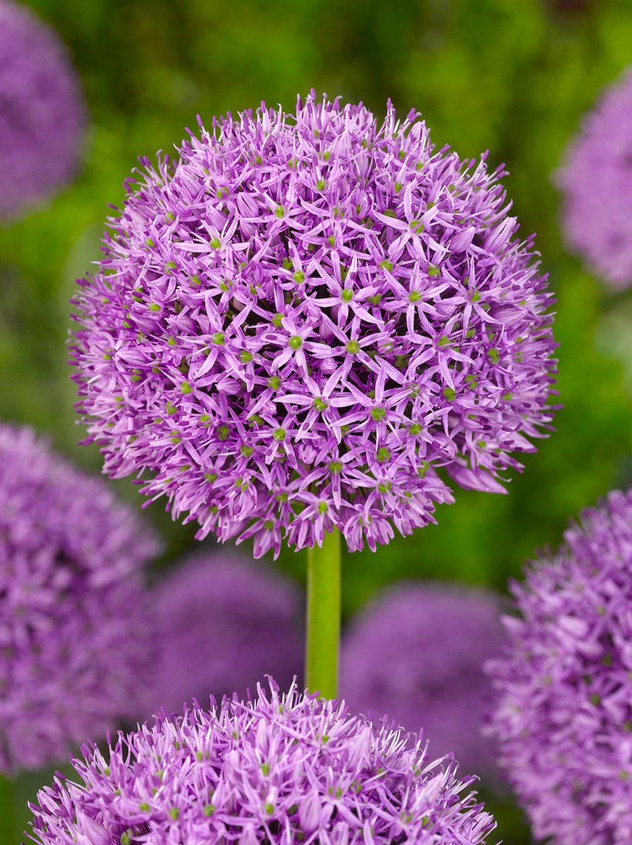 4x Allium 'Gladiator' - BULBi® Bloembollen met bloeigarantie