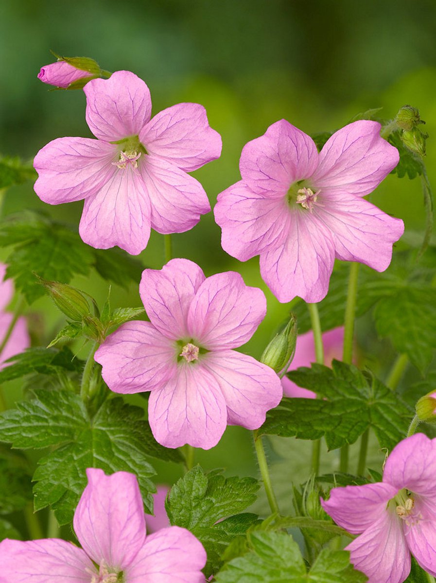 6x Ooievaarsbek 'Geranium wargrave pink endressii' - BULBi® Bloembollen met bloeigarantie