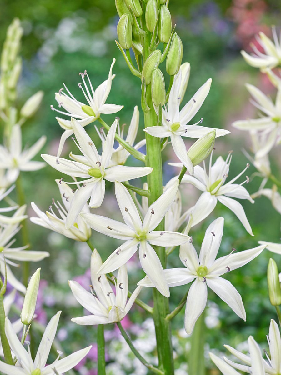5x Indianenbloem 'Camassia leichtlinii alba' - BULBi® Bloembollen met bloeigarantie