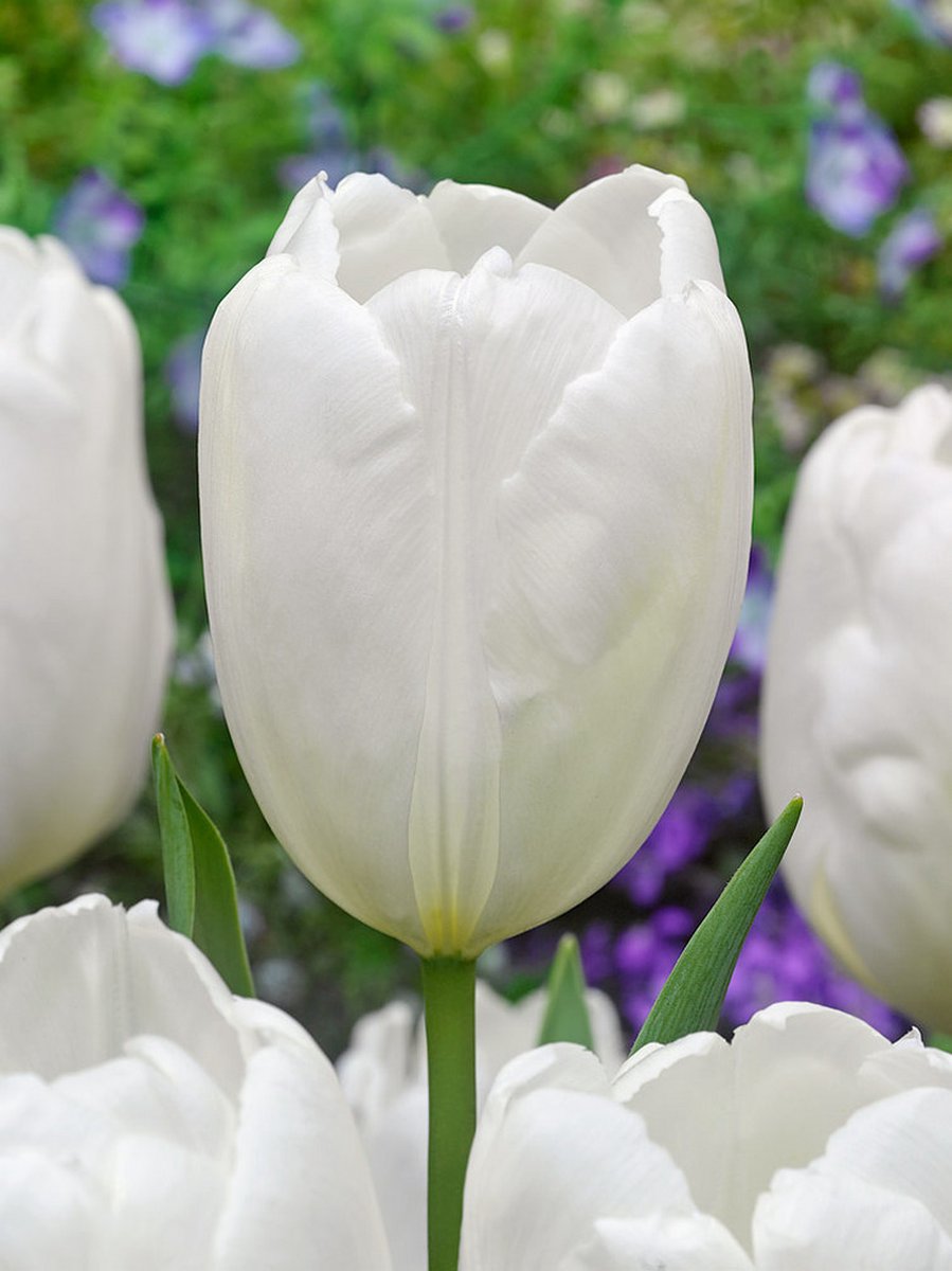 20x Tulpen 'Hakuun' - BULBi® Bloembollen met bloeigarantie