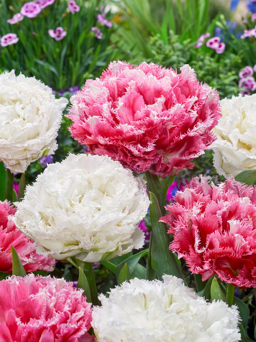 10x Tulpen 'Snow crystal & cool crystal gemengd' - BULBi® Bloembollen met bloeigarantie
