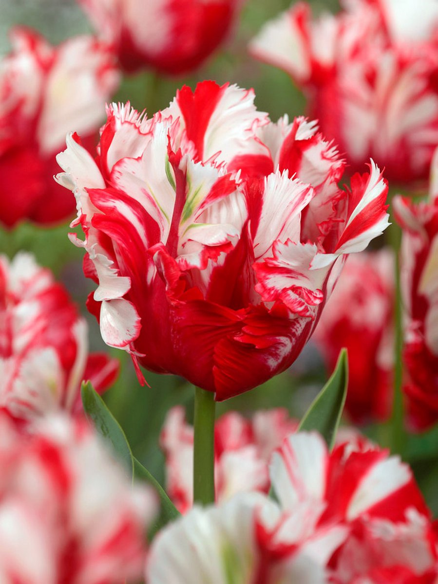 10x Tulpen 'Estella rijnveld' - BULBi® Bloembollen met bloeigarantie