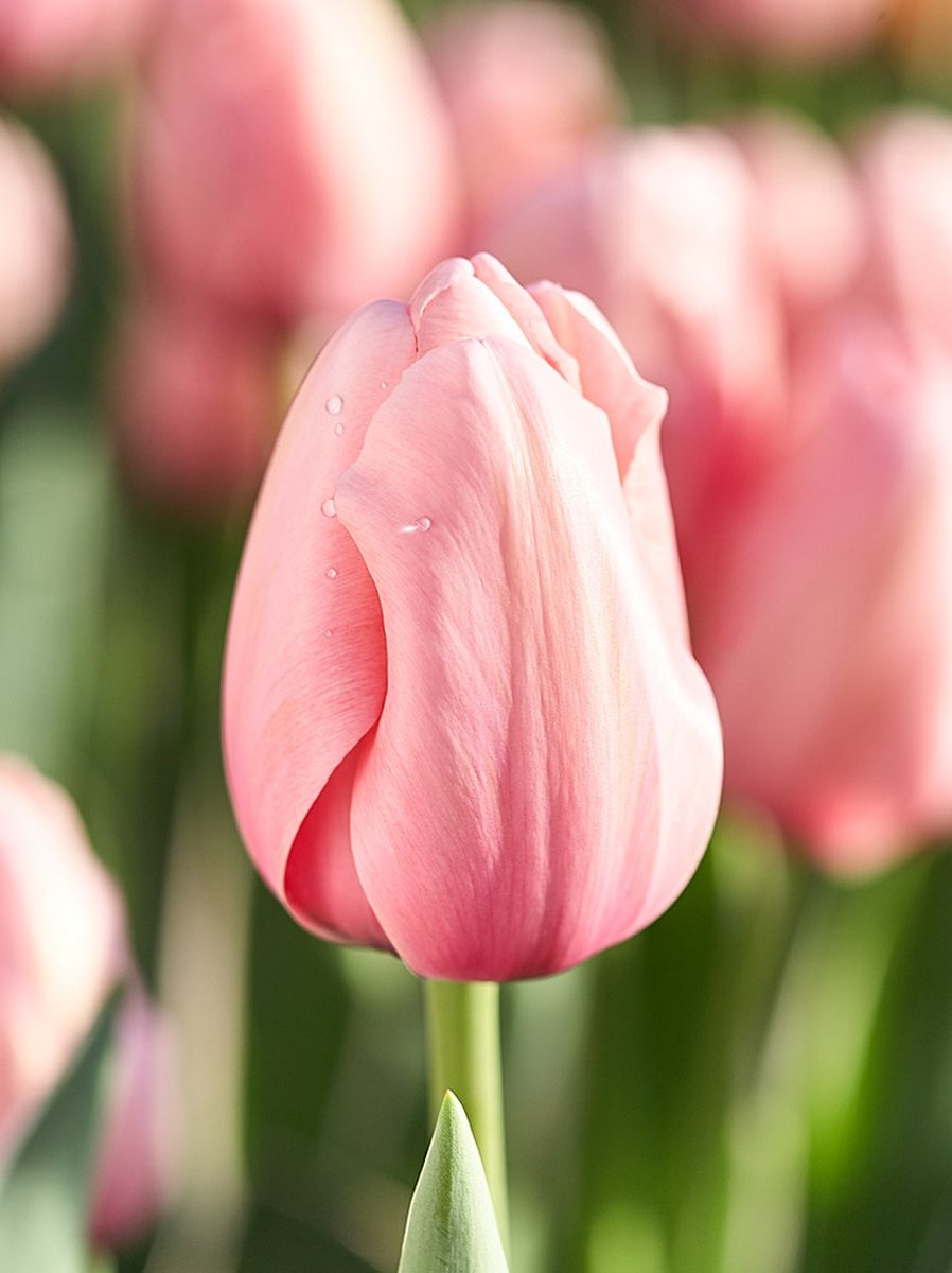 100x Tulpen 'Salmon impression' - BULBi® Bloembollen met bloeigarantie