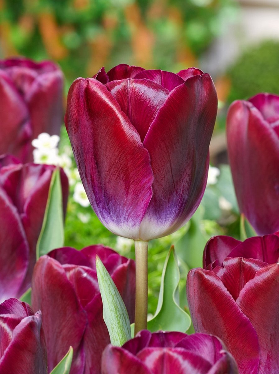 20x Tulpen 'Kansas proud' - BULBi® Bloembollen met bloeigarantie