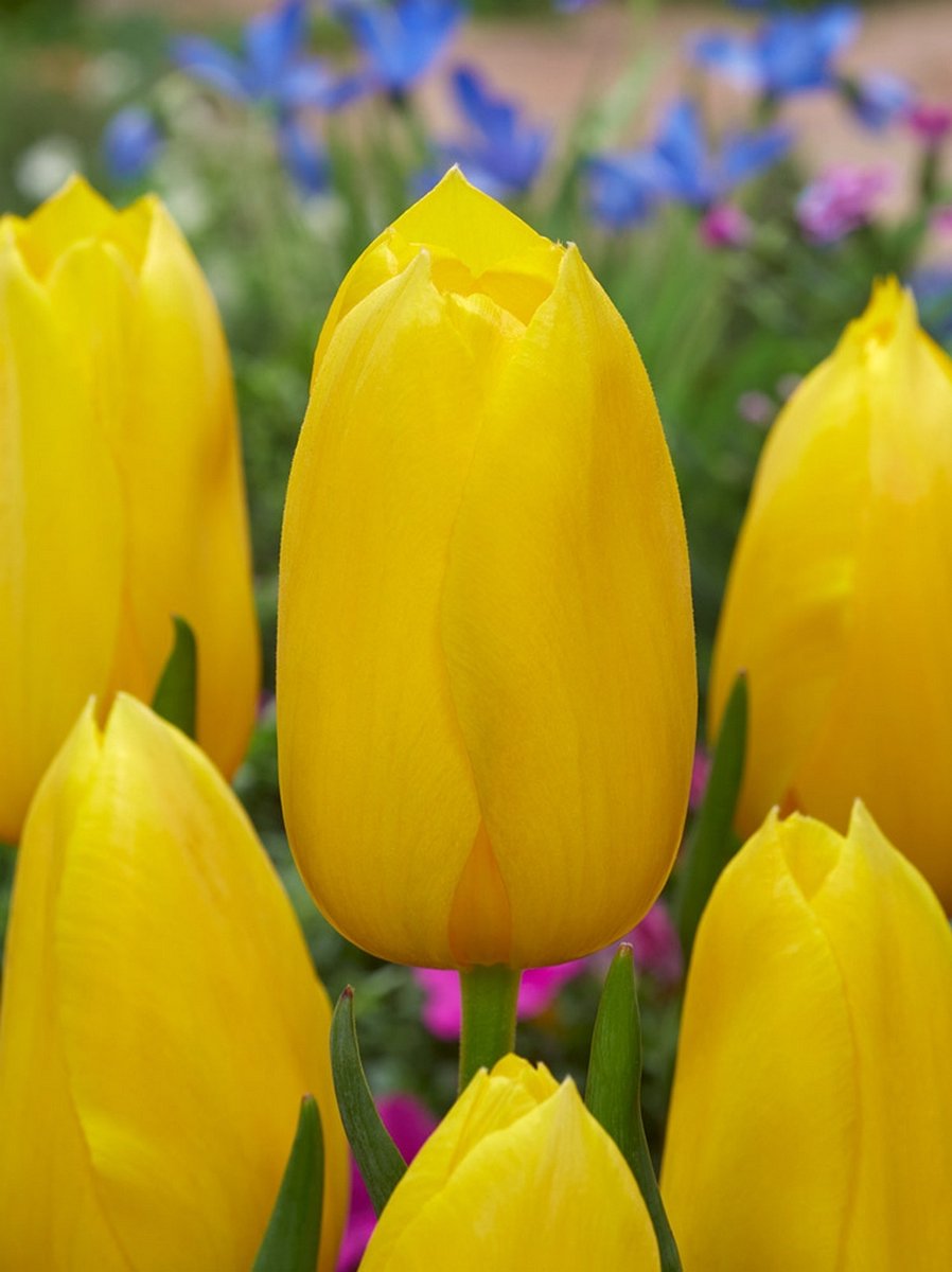 20x Tulpen 'Muscadet' - BULBi® Bloembollen met bloeigarantie
