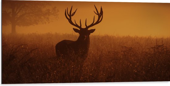 Dibond - Hert met groot gewei staat in grasveld met een oranje rode gloed - 100x50 cm Foto op Aluminium (Met Ophangsysteem)