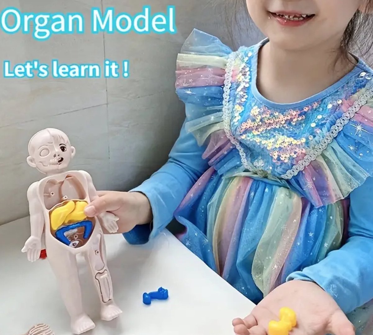 Anatomie Puzzel | DIY Eva Wetenschapsmodel om zelf te bouwen, DIY