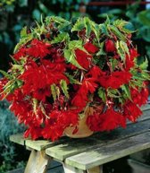 Begonia pendula rood/rouge