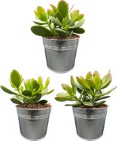 cactus24- Crassula Ovata- 3 stuks- 13cm Zinken Potten- 15-20cm Hoog- Kamerplanten