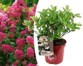 Plant in a Box - Hydrangea paniculata Wim's Red - Hortensia - Winterhard - Heester - Tuinplant - Pot 19cm - Hoogte 25-40cm