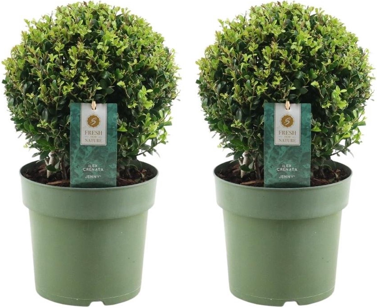 Plants by Frank | echte hulstplant in bolvorm | 2x Ilex crenata 'Jenny' bol | set van 2 stuks | 20 cm Ø diameter | buxusvervanger | Ilex | tuinplanten | buxus | planten