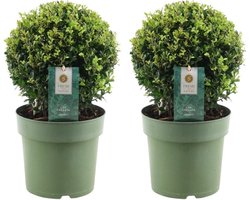 Plants by Frank | echte hulstplant in bolvorm | 2x Ilex crenata 'Jenny' bol | set van 2 stuks | 20 cm Ø diameter | buxusvervanger | Ilex | tuinplanten | buxus | planten