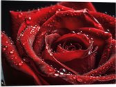 Acrylglas - Grote Rode Roos met Waterdruppels erop - Bloemen - 80x60 cm Foto op Acrylglas (Wanddecoratie op Acrylaat)