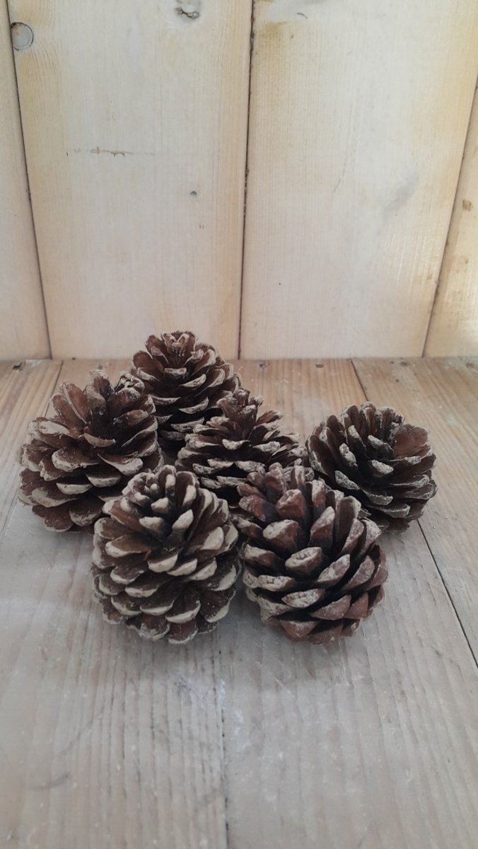 5 decoratie dennenappels Warentuin Natuurlijk