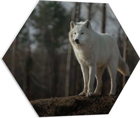 PVC Schuimplaat Hexagon - Witte wolf staat op heuveltje voor bomen - 60x52.2 cm Foto op Hexagon (Met Ophangsysteem)