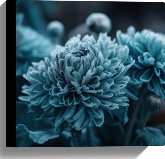 Canvas - Donker Blauwe Cryasanten met Donkere Achtergrond - Bloemen - 30x30 cm Foto op Canvas Schilderij (Wanddecoratie op Canvas)