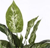 Mica Decorations Dieffenbachia Kunstplant in Bloempot Stan - H70 x Ø55 cm - Groen