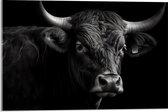 Acrylglas - Zwart stier staat voor zwarte achtergrond - 60x40 cm Foto op Acrylglas (Wanddecoratie op Acrylaat)