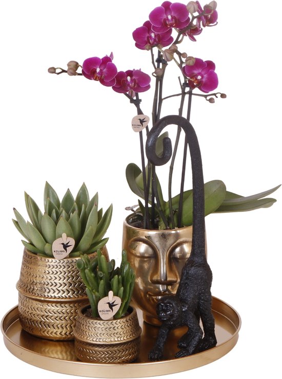 Kit Plantes Star Fish Petit – Orchidée Phalaenopsis Blanche Lausanne & Succulente Avec Pots Céramique Décoratifs Sur Plateau Blanc Bio