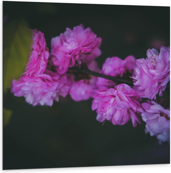 Dibond - Roze en Paarse Pioenrozen met Donkere Achtergrond - Bloemen - 100x100 cm Foto op Aluminium (Met Ophangsysteem)